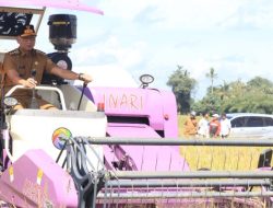 Petani Lampung Sambut Gembira Panen Raya,Pemerintah Pastikan Harga Gabah menguntungkan