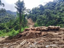 Viral Dugaan Pembalakan Liar di Pesisir Barat, TNI Turun Tangan Cegah Bencana Ekologis