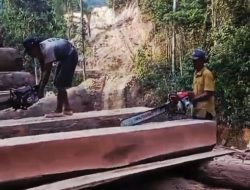 Diduga Pembalakan Hutan di Pesisir Barat Beredar, Warga Khawatir Bencana