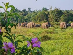 Way Kambas Disiapkan Jadi Model Nasional Penanganan Konflik Gajah