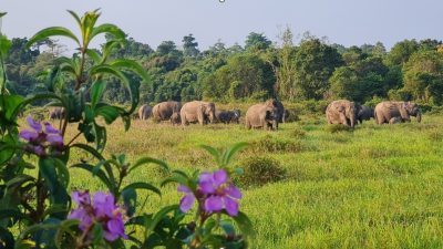 Way Kambas Disiapkan Jadi Model Nasional Penanganan Konflik Gajah