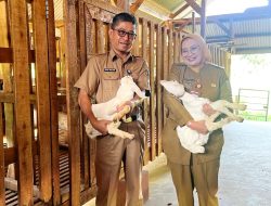 Pemprov Lampung Luruskan Isu Supply–Demand Daging Sapi