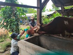 Pengendalian PMK Diperkuat, Pemprov Lampung Genjot Vaksinasi dan Edukasi Peternak Jelang Iduladha 2026