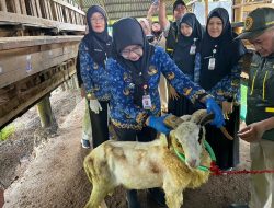 Lampung Kerahkan 1.229 Petugas Awasi Hewan Kurban Iduladha 2026