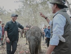 Pemprov Lampung Dorong Keseimbangan Konservasi Gajah dan Aktivitas Masyarakat